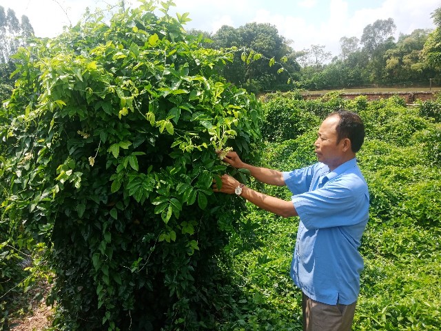 Bắc Giang: Sản phẩm OCOP 4 sao khơi dậy tiềm năng sản xuất nông nghiệp địa phương