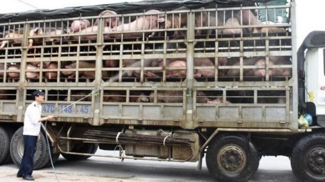 Ngăn chặn, xử lý nghiêm việc nhập lậu lợn vào Việt Nam