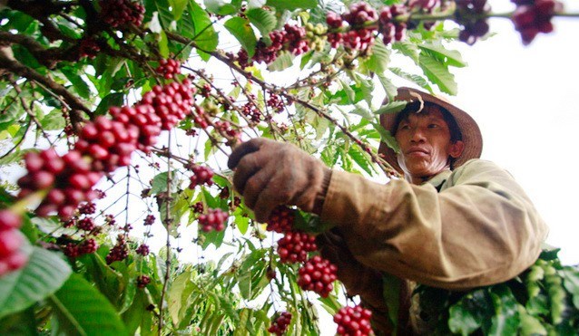 Xuất khẩu cà phê bất ngờ vượt thuỷ sản, thu về 1,38 tỷ USD chỉ sau 2 tháng