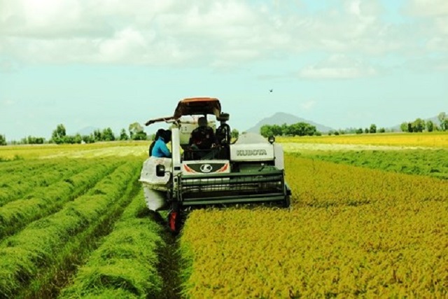 Xuất khẩu gạo của Việt Nam tiếp tục tăng trưởng trong năm 2024