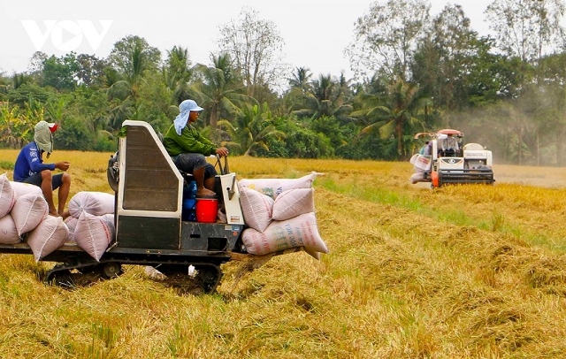 Cơ hội xuất khẩu gạo và những cảnh báo cần thiết cho doanh nghiệp Việt Nam