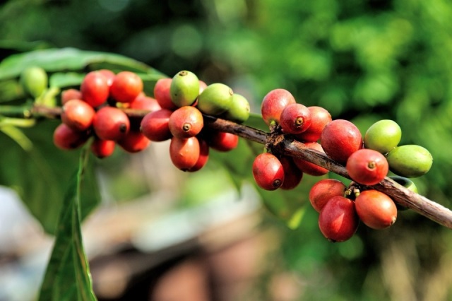 Giá cà phê tăng liên tiếp, gần chạm mốc 68.000 đồng/kg