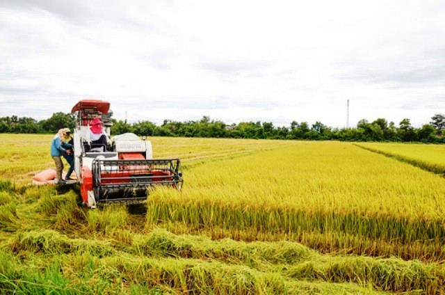 Giá lúa gạo hôm nay ngày 19/11 và tổng kết tuần qua: Giá lúa Thu Đông tăng 100 – 200 đồng/kg