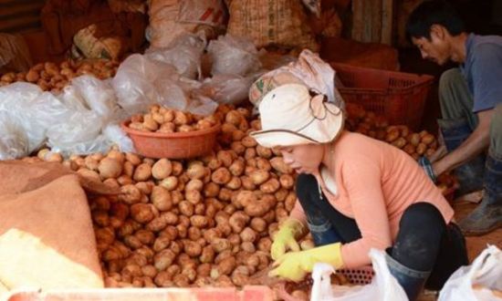 Đà Lạt cấm cửa khoai tây Trung Quốc: Mới chặn phần ngọn!