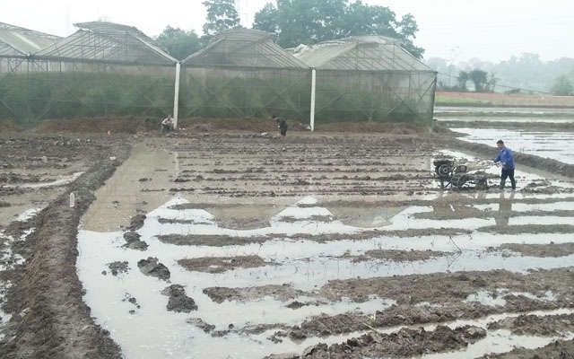 Vẫn khó phát triển nông nghiệp công nghệ cao ở Thái Nguyên