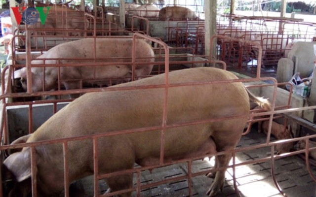 Mô hình nuôi lợn “sạch” cứu vãn tình trạng rớt giá