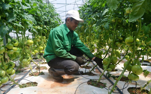 45 tỷ đồng xây dựng chuỗi sản xuất nông nghiệp bền vững Lâm Đồng