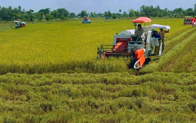 Ngành Công Thương địa phương chung sức tìm giải pháp cứu giá lúa gạo