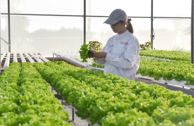 Bắc Ninh phát triển nông nghiệp công nghệ cao