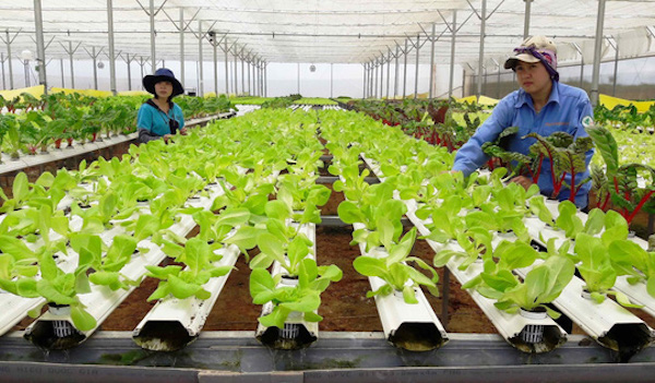 Quảng Bình thu hút doanh nghiệp đầu tư vào nông nghiệp