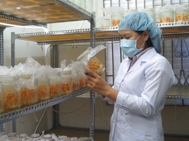 Đồng Tháp hỗ trợ doanh nghiệp sản xuất nấm đông trùng hạ thảo, góp phần phát triển nông nghiệp công nghệ cao 