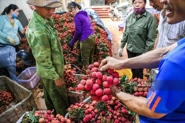 Bắc Giang dự kiến xuất khẩu gần 100 nghìn tấn vải thiều đến 30 quốc gia