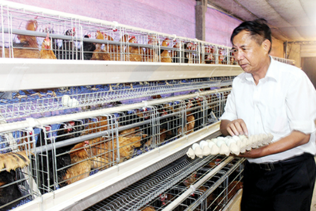 Những vướng mắc hiện nay trong ngành chăn nuôi gia cầm nhìn từ Đồng Nai.