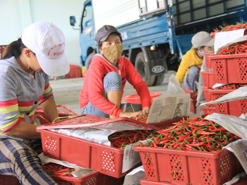 Quảng Trị: Tập trung xuất khẩu hàng nông sản thế mạnh