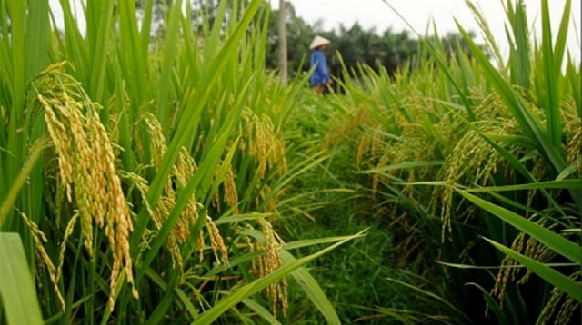 Anh hỗ trợ nghiên cứu lúa gạo cho Việt Nam và một số quốc gia châu Á