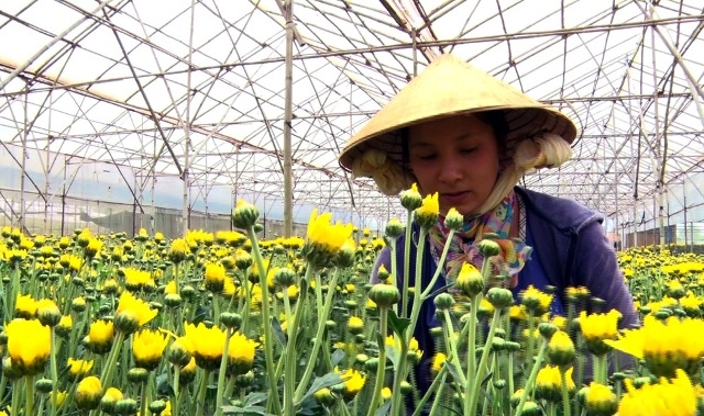 Ứng dụng đèn LED trong sản xuất hoa cúc tại Đà Lạt