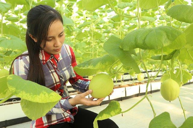 Giải pháp KH&CN giúp phát triển nông nghiệp quy mô lớn vùng Bắc Trung Bộ