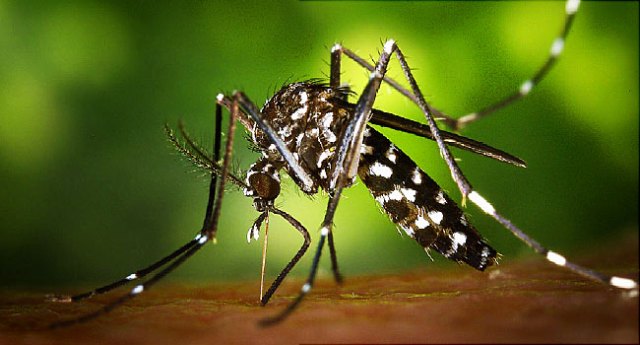 Tìm ra vắc xin chống virus Zika