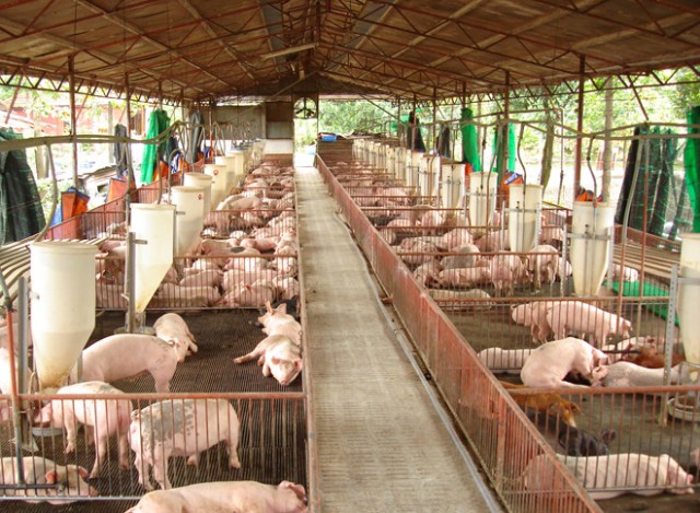 Công điện khẩn yêu cầu khống chế dịch tả lợn châu Phi
