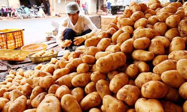 Chợ Đà Lạt gỡ lệnh cấm khoai tây Trung Quốc: Khoai tây Đà Lạt và “cuộc chiến” bảo vệ thương hiệu