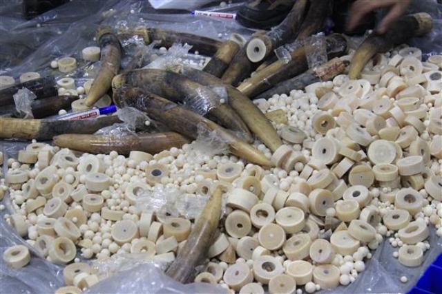 Hải quan Nội Bài thu giữ nhiều sản phẩm nghi chế tác từ ngà voi 
