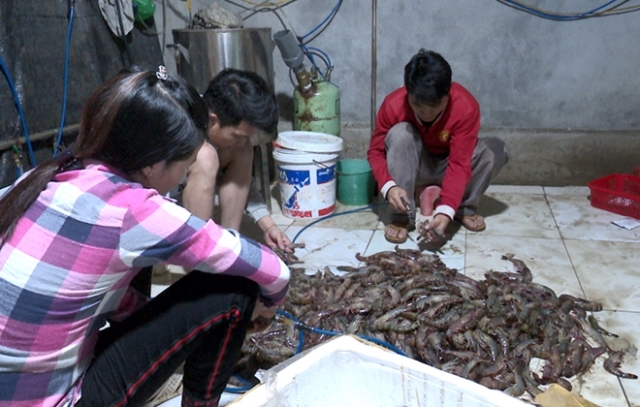 Hà Nội: Thu hồi hơn 100 kg tôm bị bơm tạp chất