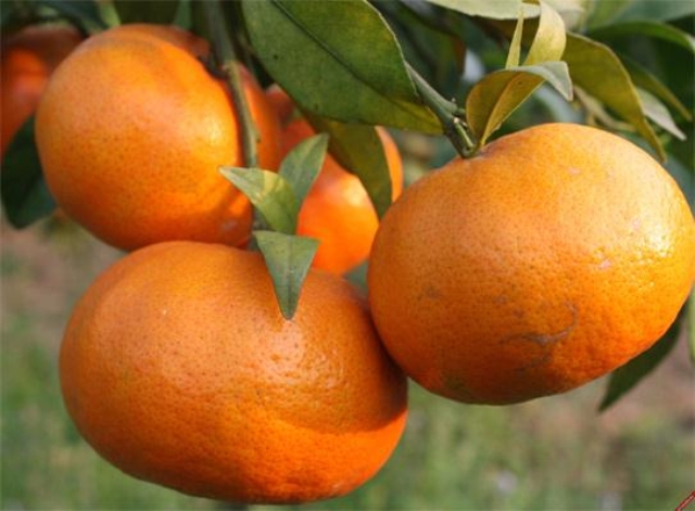 Người trồng cam chia sẻ cách phân biệt cam canh Việt Nam và cam Trung Quốc độc hại