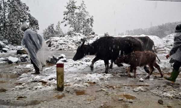 Thiệt hại hơn 9.900ha lúa, 12.900 gia súc do đợt rét vừa qua