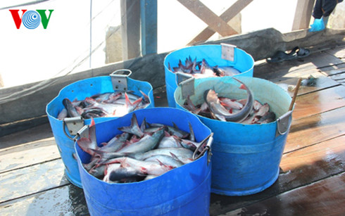 Cảnh giác với thông tin thương lái Trung Quốc mua cá tra quá lứa