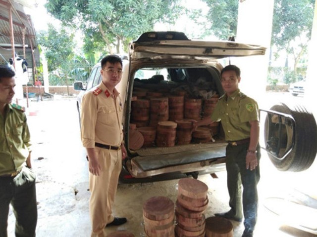 Hơn 500 thớt gỗ Nghiến lậu bị bắt giữ tại Hà Nội