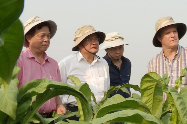 Tổng công ty Thuốc lá Việt Nam:  Chủ động nguyên liệu, hướng tới xuất khẩu