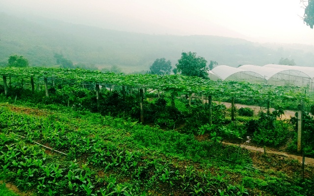 Thăm trang trại rau hữu cơ đẹp như “Vườn cổ tích chân mây”