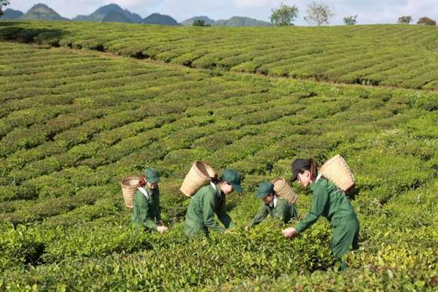 Vinatea quay lại thị trường trà nội địa sau nhiều năm tập trung xuất khẩu