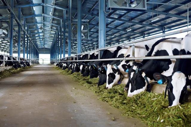Vinamilk đưa vào hoạt động trang trại bò sữa thứ 7