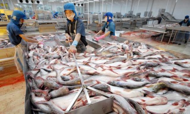 Xuất khẩu cá tra: Đa dạng thị trường, tránh phụ thuộc