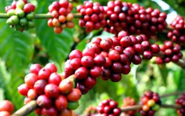 Xuất khẩu cà phê và gạo giảm mạnh tháng đầu năm