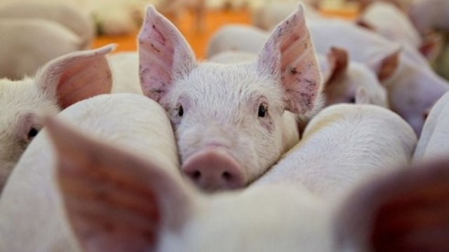 Giám sát chặt các cửa khẩu, ngăn dịch tả lợn Châu Phi vào nước ta