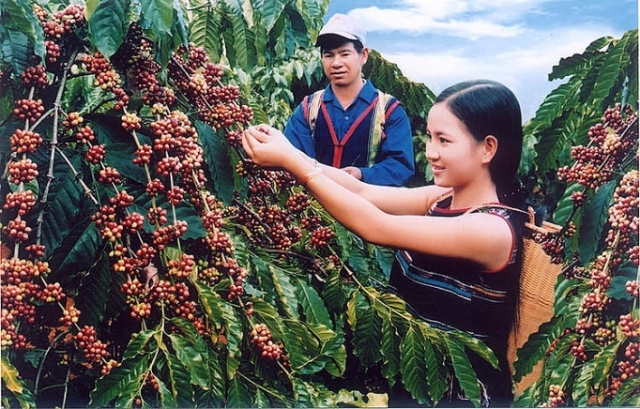 Xuất khẩu cà phê: Trăn trở về giá