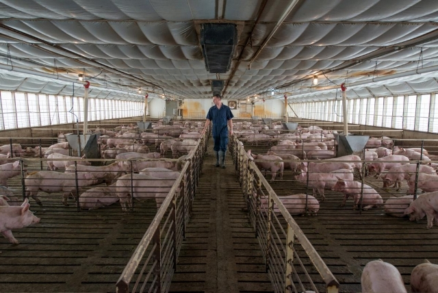 Hóa giải thách thức trong xuất khẩu thịt lợn sang Trung Quốc