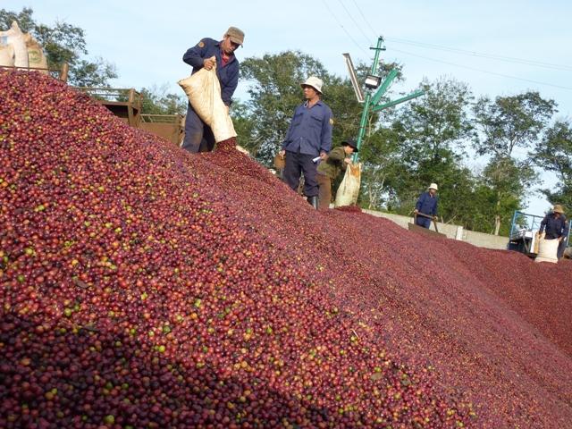 Việt Nam chiếm hơn 92% thị phần cà phê xuất khẩu vào Thái Lan