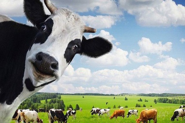 5 "ông lớn" ngành sữa sắp xuất khẩu lô sữa chính ngạch đầu tiên sang Trung Quốc