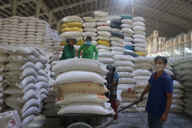 Giá gạo xuất khẩu đạt 490 USD/tấn, giữ vị trí 'quán quân' thế giới