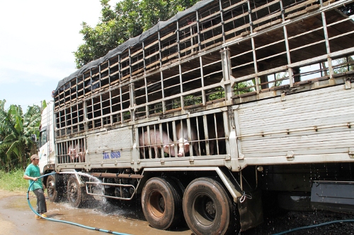 Xuất khẩu lợn sống từ Việt Nam sang Trung Quốc: Sẽ gặp khó!