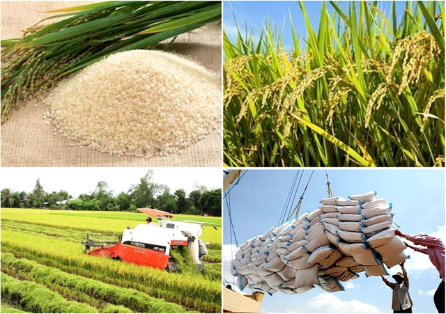 Xuất khẩu gạo năm 2017: Một năm thắng lợi lớn