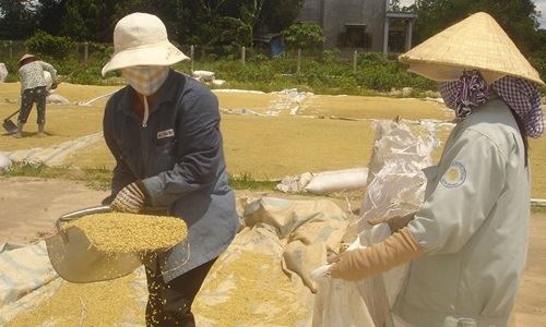Tín hiệu tích cực xuất khẩu gạo đầu năm