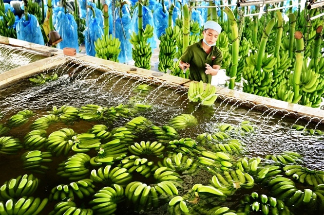 Doanh nghiệp Việt cần lưu ý khi xuất khẩu chuối sang Trung Quốc