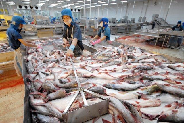 Thách thức lớn với xuất khẩu cá tra vào Trung Quốc