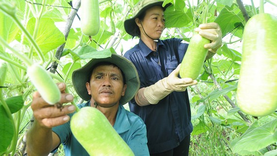 Hàn Quốc kiểm soát chặt hàng nông sản nhập khẩu