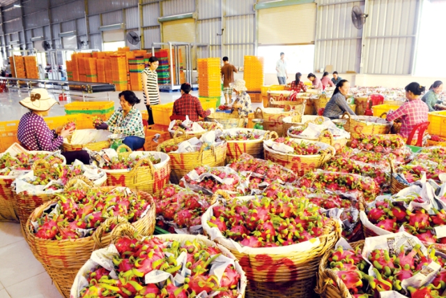 Rau quả Việt xuất khẩu sang thị trường Australia tăng mạnh