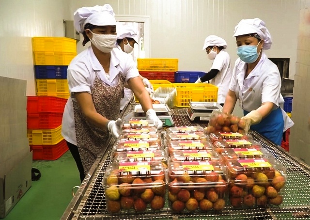 Thị trường Singapore: Cánh cửa đưa hàng Việt vươn mạnh ra thế giới